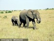 Kenyai elefántok