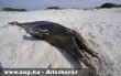 Elpusztult delfin a mexikói parton
