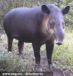 Tapir