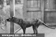 Tasmán tigris: az utolsó ismert példány 1936-ban pusztult el