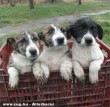 Az elázott, utcára dobott kutyusokat az Orpheus Állatvédõ Egyesület önkéntesei mentették meg