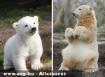 Elpusztult a világ leghíresebb jegesmedvéje