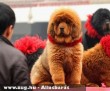 A világ legdrágább kutyája: Mastiff, amely 1,5 millió dollárt ér