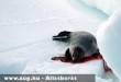 Grönland a fóka gyilkolások helyszíne lett