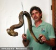 Meg van a bronx-i állatkert szökött kobrája