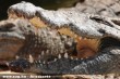 Az Odesszai Ócenárium krokodilja