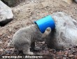 Játékos medvebocs az egyik dán állatkertben