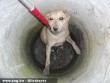 Csatornába rekedt kutya mentése - Orpheus Állatvédõ Egyesület