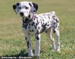 Dalmata kölyök