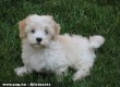 Havanese