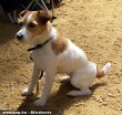 Jack Russell Terrier