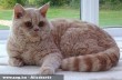 Selkirk Rex