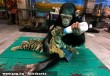 Tigrisvédelmi központ - majom etet tigrist