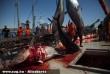 Durva: Véres tonhal halászat