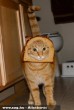 A breadingezés állatkínzás: Kenyérbe dugni a macska fejét?