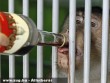 A majmoknak egy Kagor fajtájú vörösborból készítik a téli védõitalt