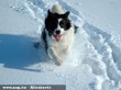 Téli kutyagolás :)