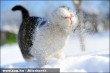 A macska szereti a havat?!