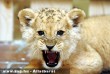 A Nyíregyházi Állatparkból érkezett két és fél hónapos hím oroszlánkölyök a  Pécsi Akvárium és Terráriumba