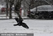 Vetési varjú (Corvus frugilegus) repül a hóesésben Békásmegyeren