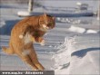 Táncoló cica