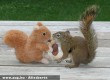 Plüssmókussal játszik a valódi mókus