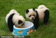 Szomjas pandák