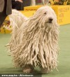 Komondor