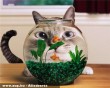 Cica és az akvárium