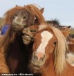 Fotózkodó lovak