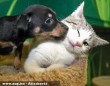 Macska-kutya barátság