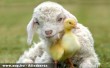 Kacsa - bárány barátság
