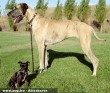 Kutyák minden méretben