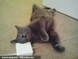 Pihenés macska módra