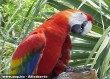 Színes papagáj