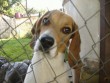 Lilu a beagle