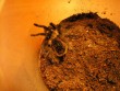 Kis tarantula