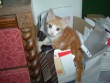 Archivist cat