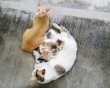 Cica - kiscicák