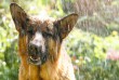 Kutya-jó nyári zápor