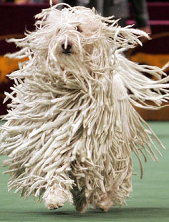Világhírû komondor