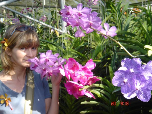 Orruknál fogva vezetik az orchideák a darazsakat