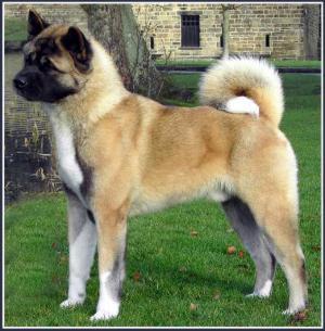 Akita