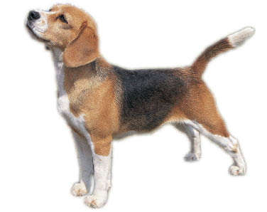 Beagle