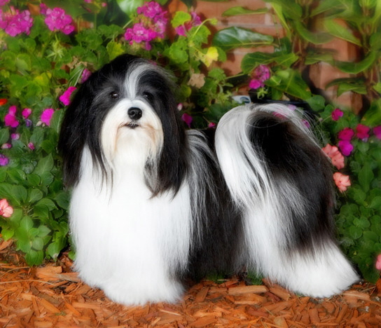 Bichon Havanese