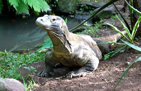 A szûznemzés (parthenogenesis)