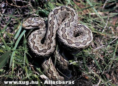 Mérges kígyó mart meg egy asszonyt Tolcsván