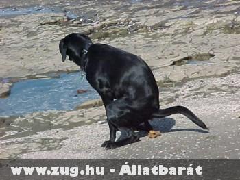Kutyakaki lámpa