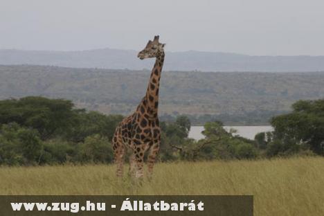 Sikeres állatvédelmi program Ugandában