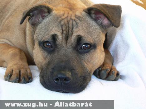Megvakult, majd csoda történt a Staffordshire bull terrierrel